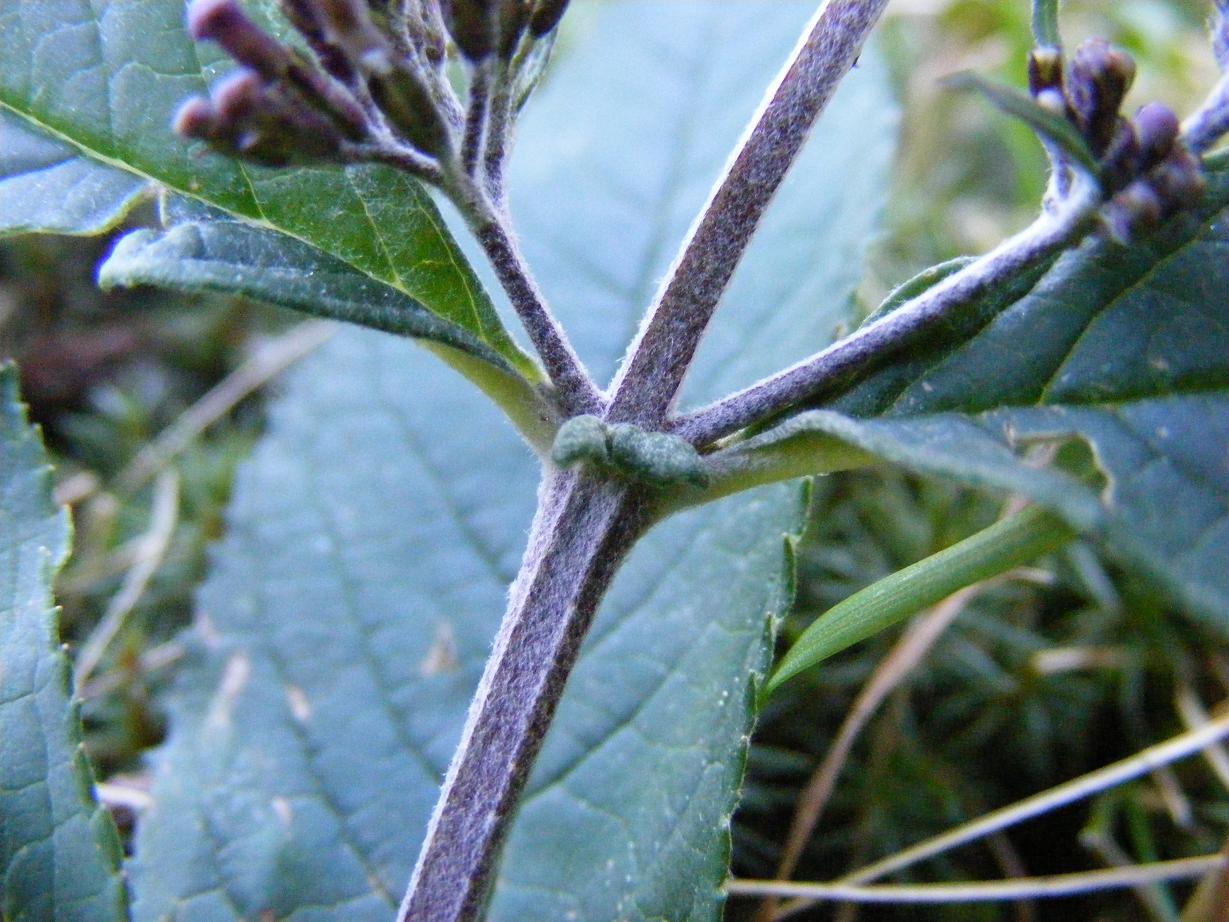 Buddleja davidii